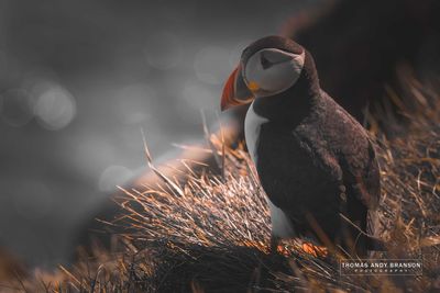 Shetland - Digital Photo Downloads