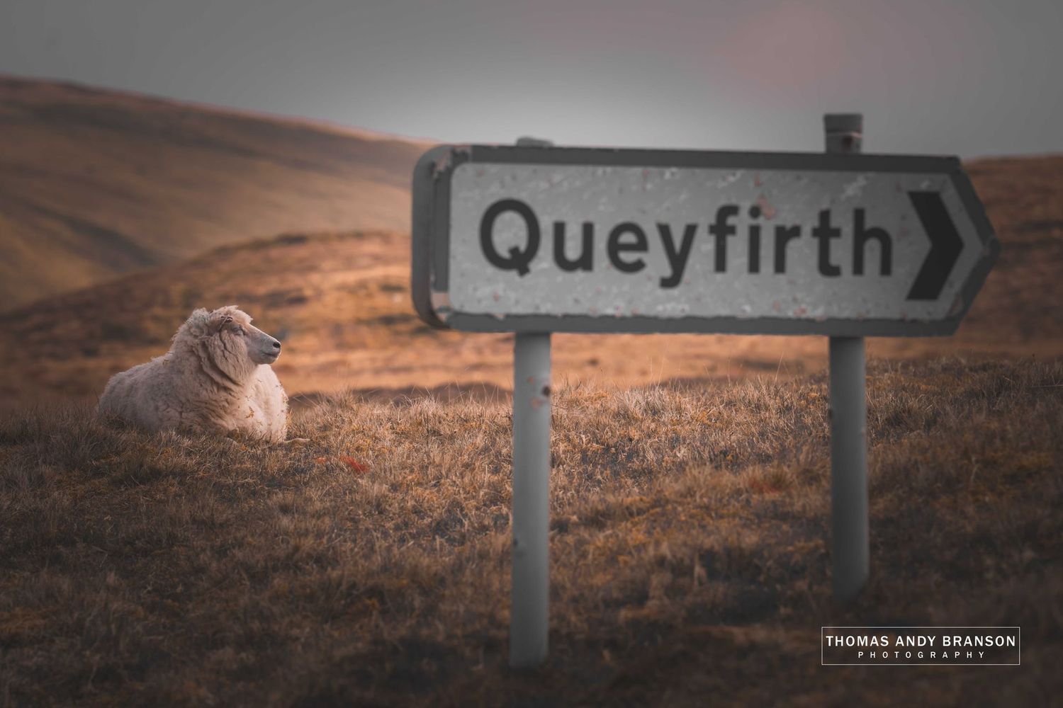Sheep (Ovis Aries), A970, Mainland, The Shetland Islands, Scotland – Digital Photo Download