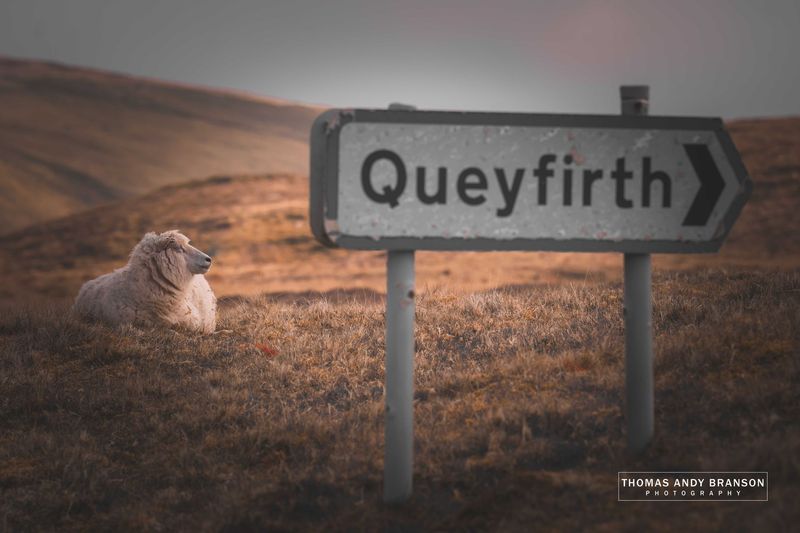 Sheep (Ovis Aries), A970, Mainland, The Shetland Islands, Scotland – Digital Photo Download