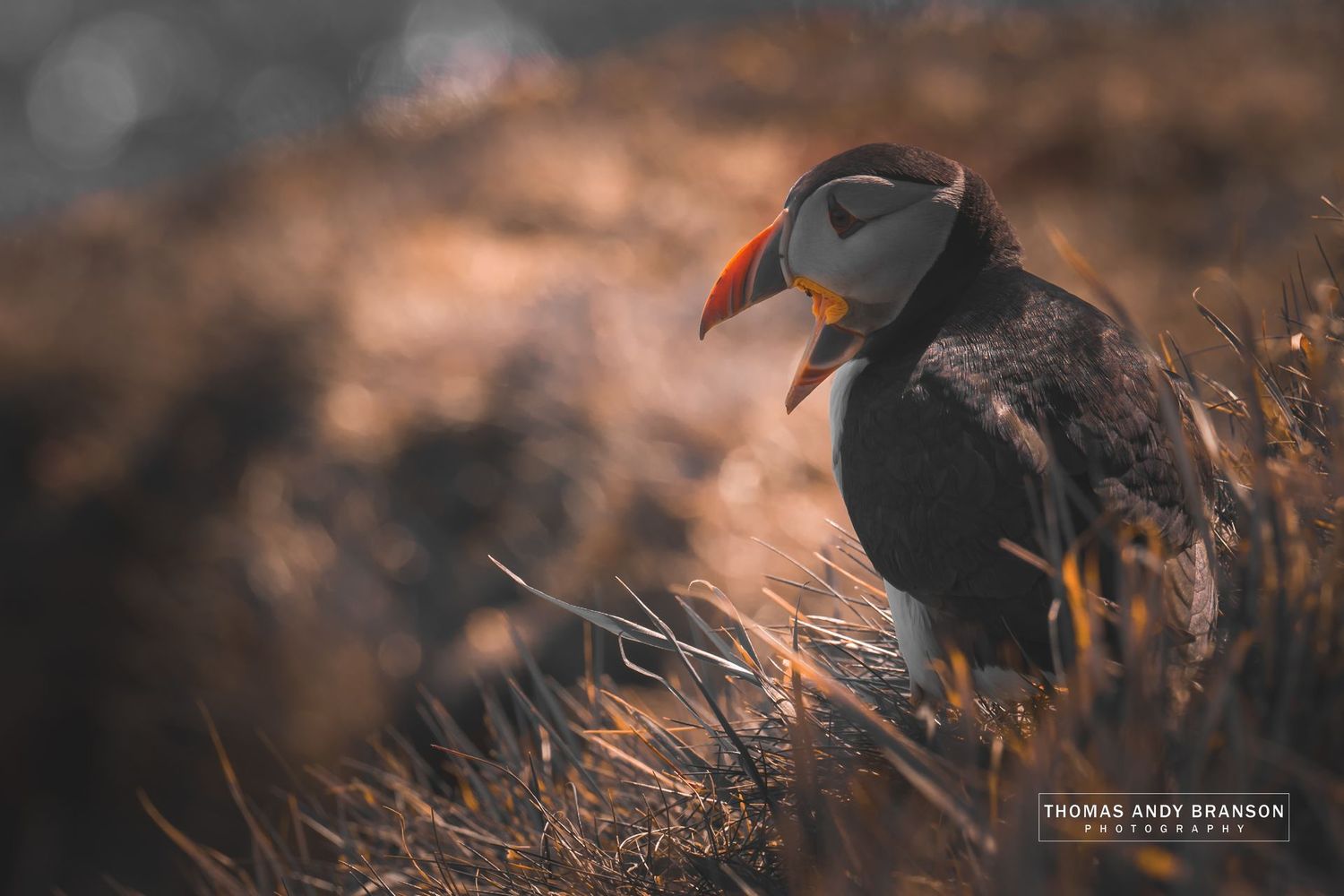Atlantic Puffin (Fratercula Arctica), Sumburgh, Mainland, The Shetland Islands, Scotland – Digital Photo Download