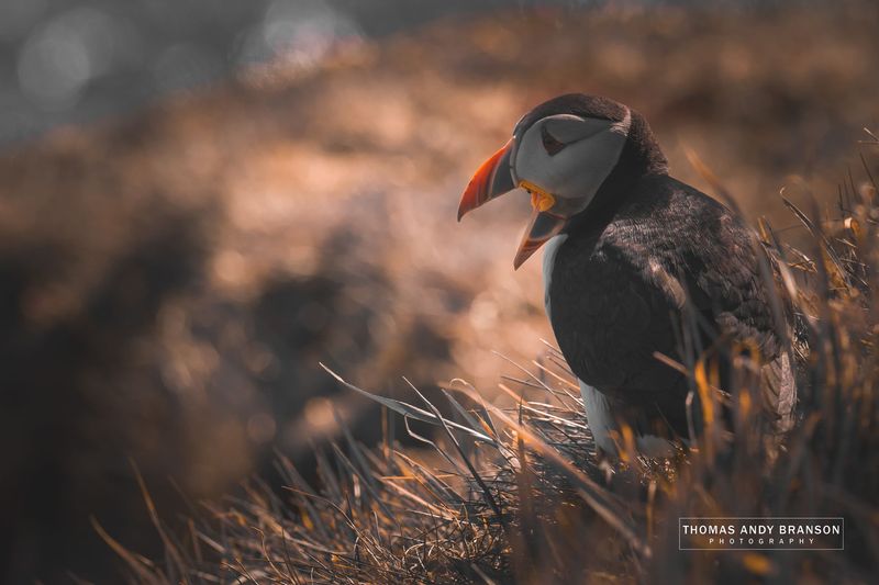 Atlantic Puffin (Fratercula Arctica), Sumburgh, Mainland, The Shetland Islands, Scotland – Digital Photo Download