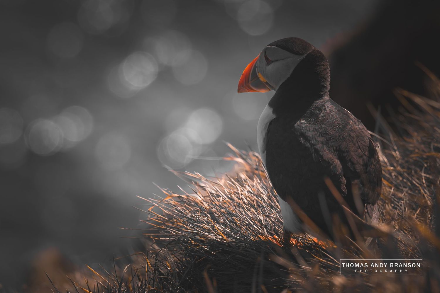 Atlantic Puffin (Fratercula Arctica), Sumburgh, Mainland, The Shetland Islands, Scotland – Digital Photo Download