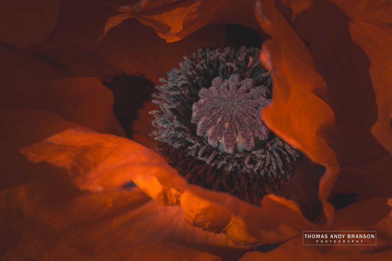 Oriental Poppy (Papaver Orientale), Lerwick, Mainland, The Shetland Islands, Scotland – Digital Photo Download