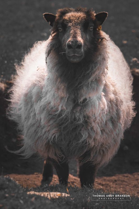 Sheep (Ovis Aries), Mainland, The Shetland Islands, Scotland – Digital Photo Download