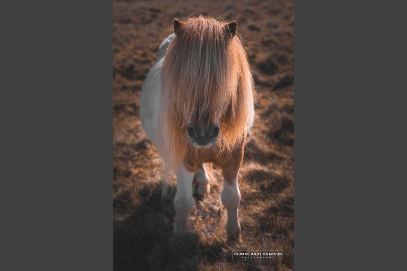 Shetland Pony (Equus Caballus), Yell, The Shetland Islands, Scotland – Digital Photo Download