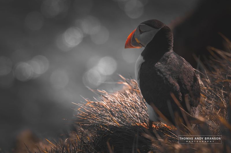 Atlantic Puffin (Fratercula Arctica), Sumburgh, Mainland, The Shetland Islands, Scotland – Ultra HD Photo Print, Limited Edition