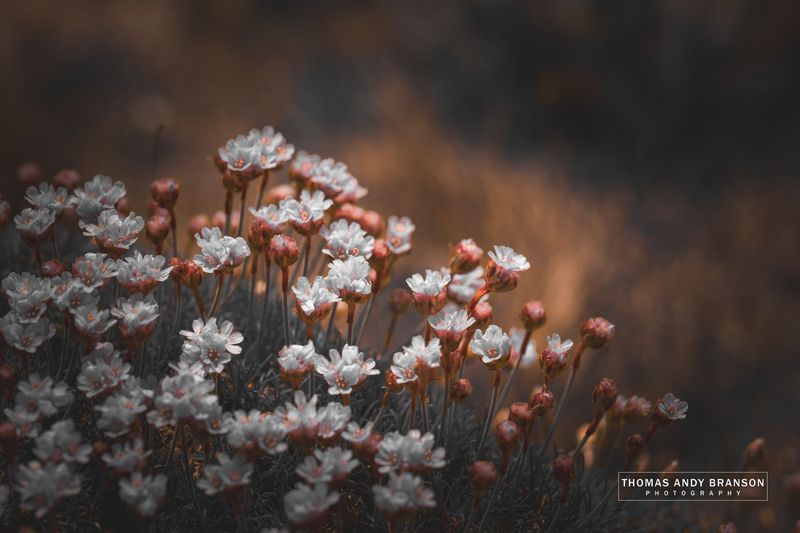 Sea Thrift (Armeria Maritima), Sumburgh, Mainland, The Shetland Islands, Scotland – Ultra HD Photo Print, Limited Edition