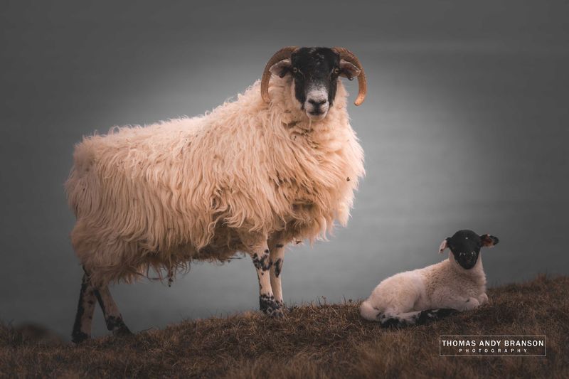 Sheep (Ovis Aries), Fetlar, The Shetland Islands, Scotland – Ultra HD Photo Print, Limited Edition