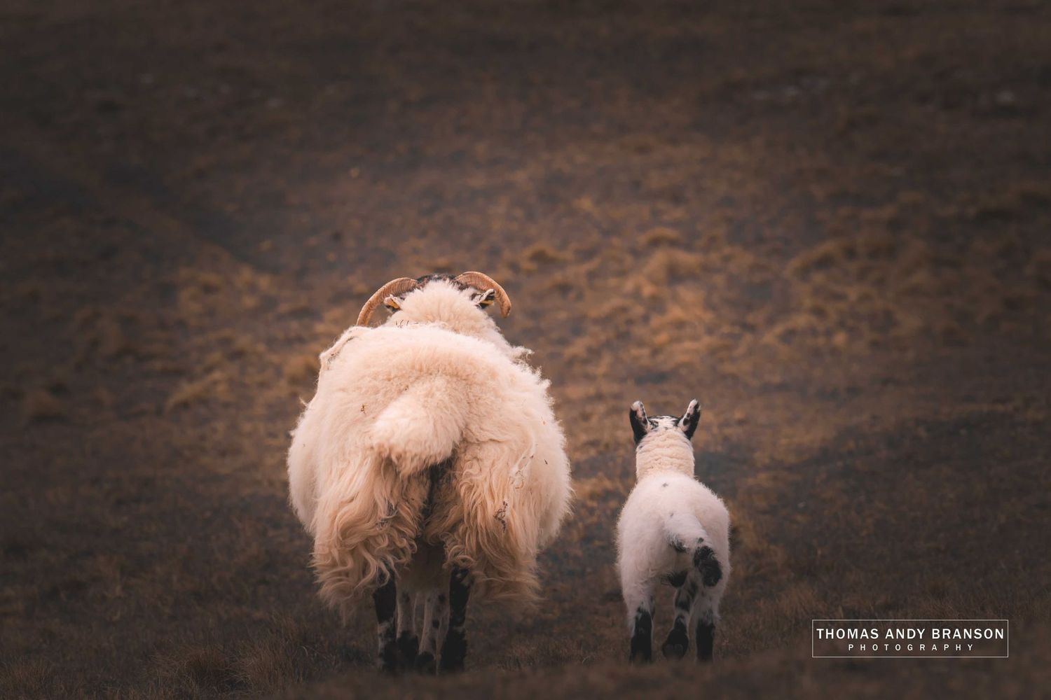 Sheep (Ovis Aries), Fetlar, The Shetland Islands, Scotland – Ultra HD Photo Print, Limited Edition
