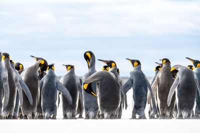 Falkland Islands