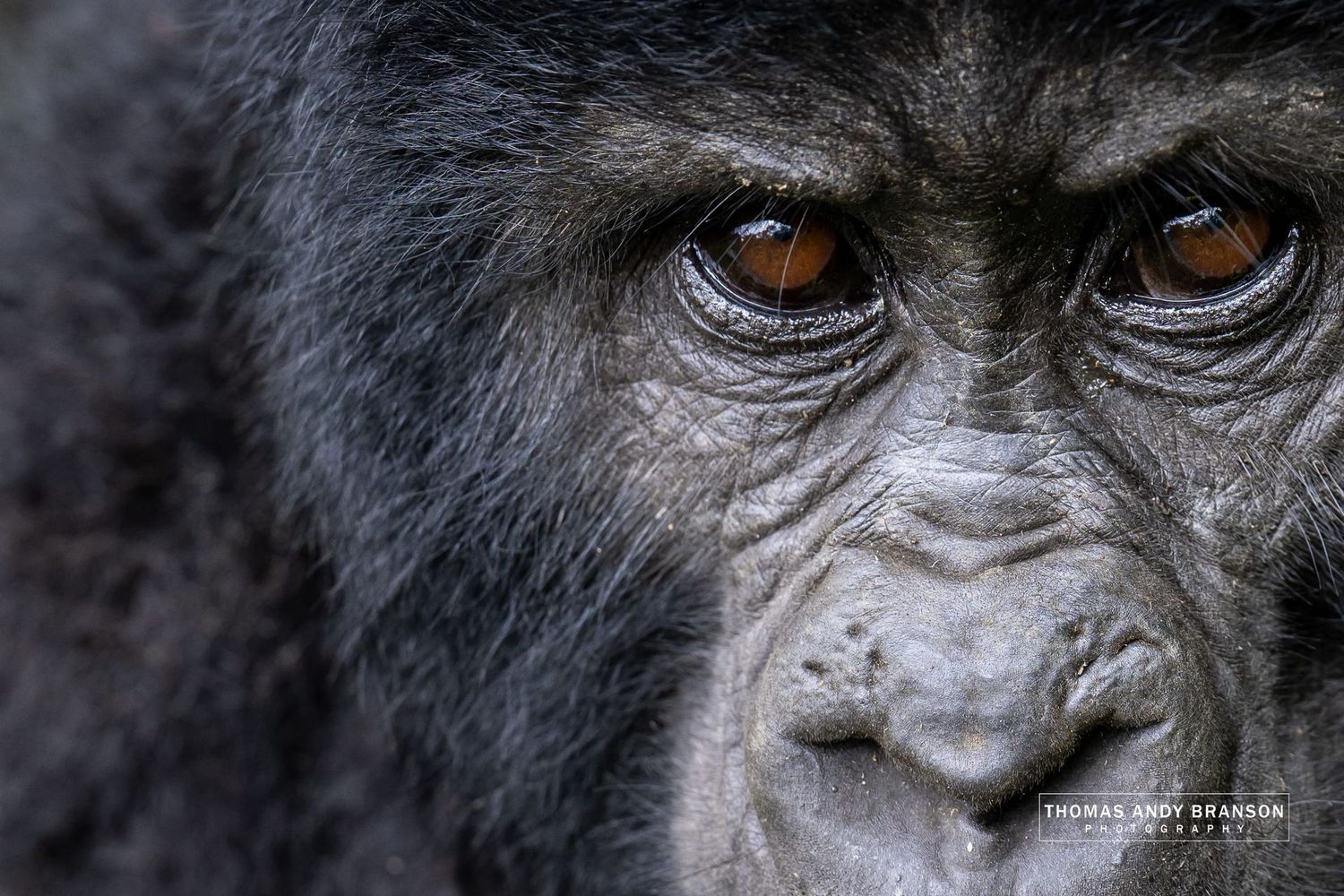 Unspoken – Ultra HD Photo Print, Limited Edition