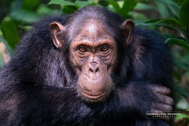 The Silent Mind – Ultra HD Photo Print, Limited Edition The Silent Mind – Ultra HD Photo Print, Limited Edition