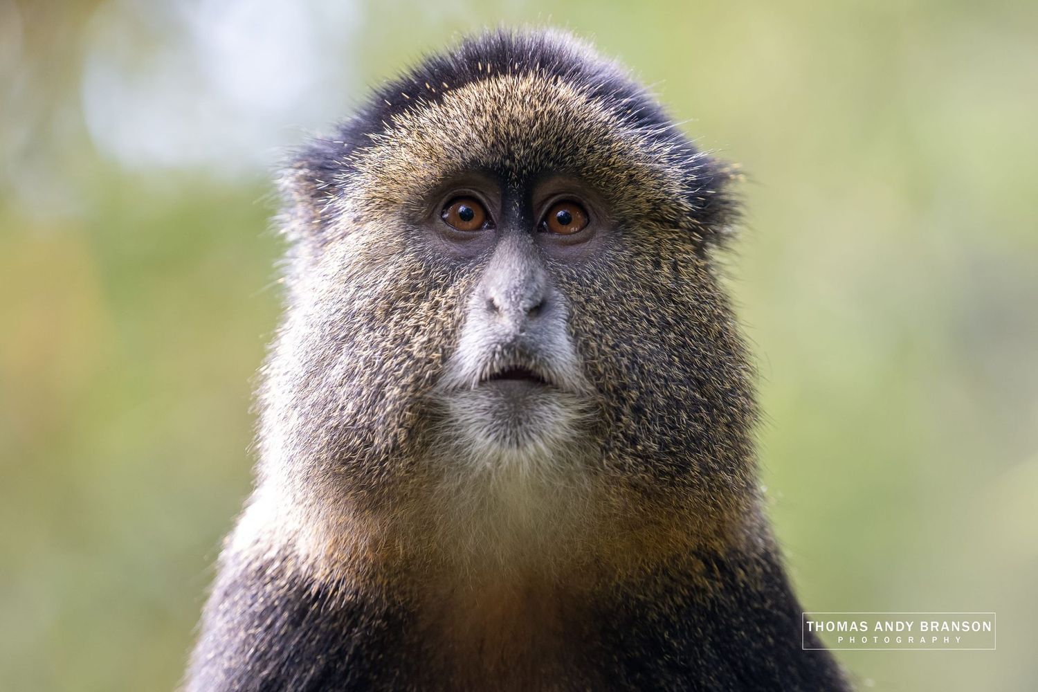 Golden Gaze – Ultra HD Photo Print, Limited Edition