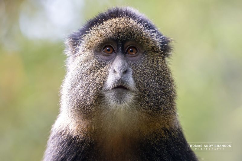 Golden Gaze – Ultra HD Photo Print, Limited Edition Golden Gaze – Ultra HD Photo Print, Limited Edition