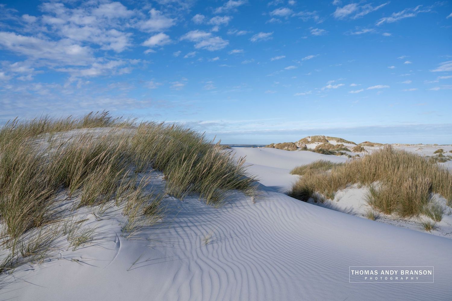 Whispers of the Wind – Ultra HD Photo Print, Limited Edition