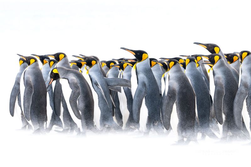 The Chorus of Silence – Ultra HD Photo Print, Limited Edition The Chorus of Silence – Ultra HD Photo Print, Limited Edition
