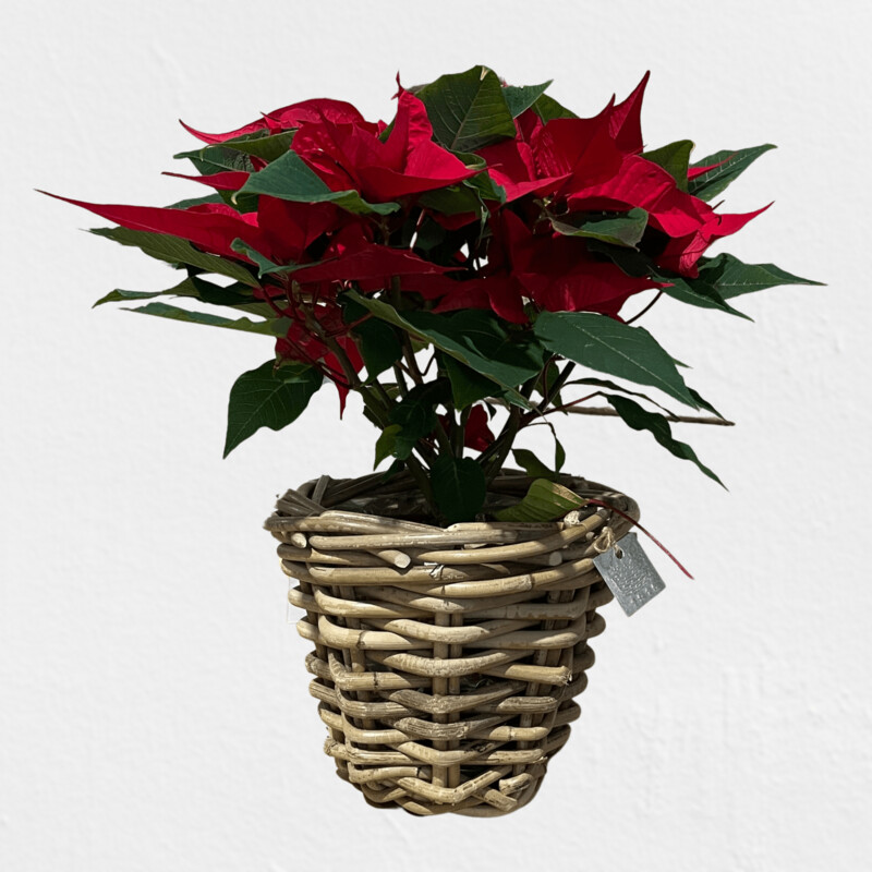 Weihnachtsstern Weihnachtsstern