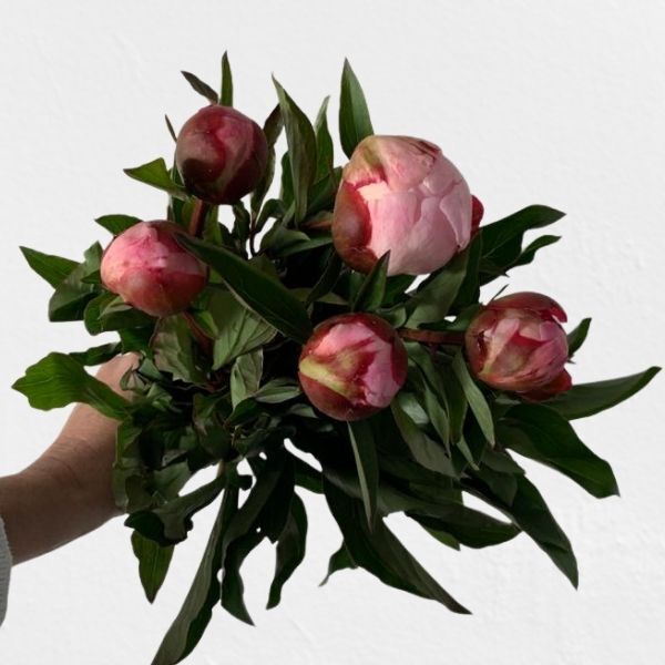 Timms freie Vielfalt