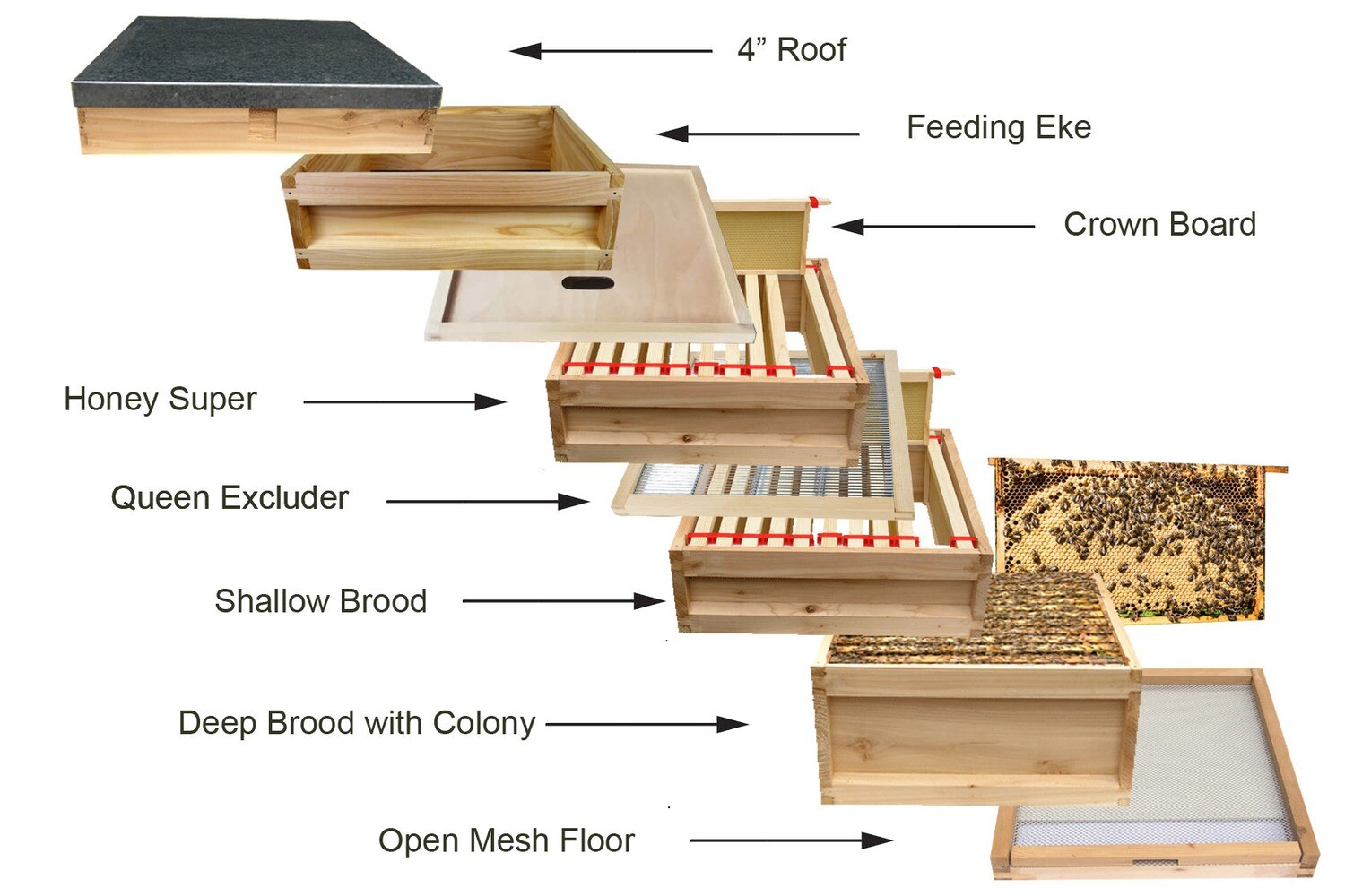 Assembled Beekeeping Beginner Hive Including Established Brood Box with a full Colony of Bees (Worker Bees, Drone, Brood, Queen, Stores)