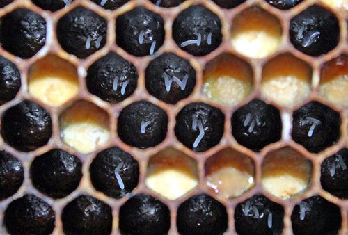 One Day Intermediate Beekeeping Course - Surrey