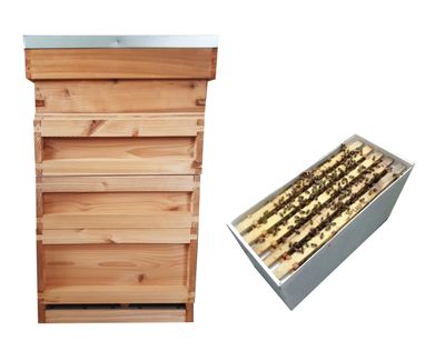 British National Hive with 5-Frame Nucleus Colony – Beginner Package (1½ Brood)