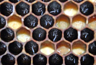 One Day Intermediate Beekeeping Course - Location Surrey /Kent Border