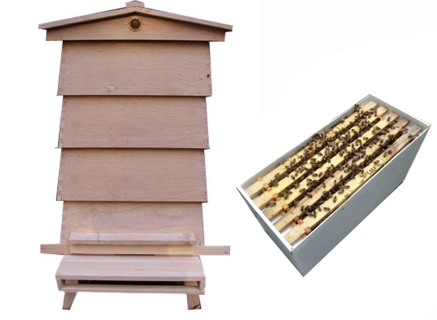 WBC 1½ Brood Hive + 6-Frame Nucleus Colony Complete Traditional Starter Hive – Ready to Begin Beekeeping
