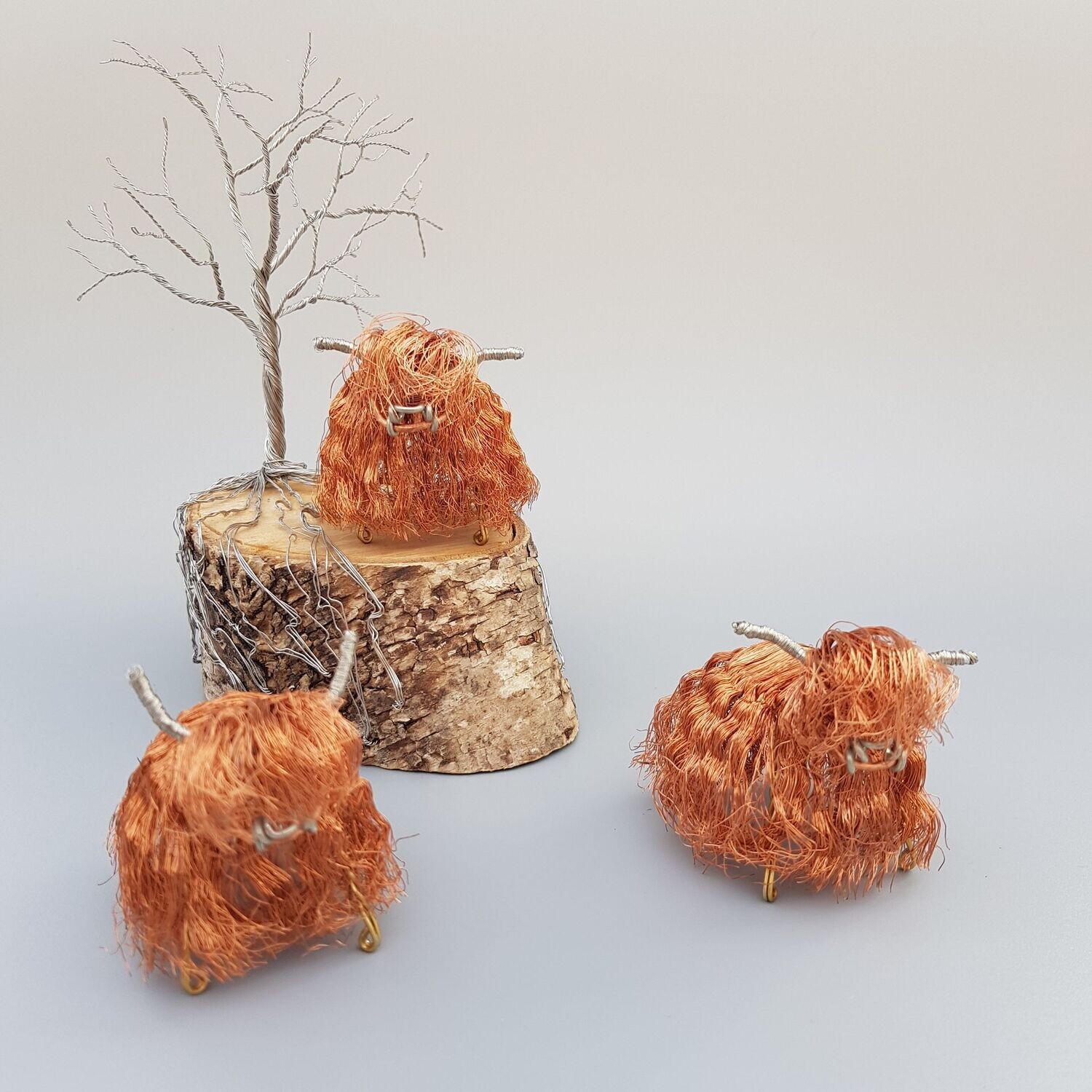 Wiry Highland Coo