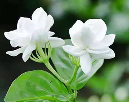 茉莉柔肤霜