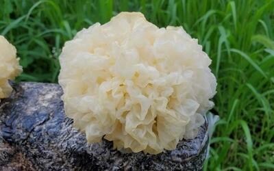 银耳精华