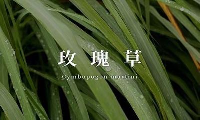 玫瑰草润颜露(新)