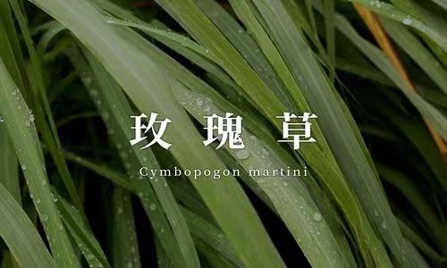 玫瑰草润颜露(新)