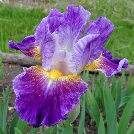 Backlit Beauty