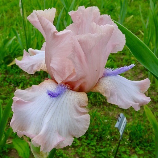 Minnesota Peach