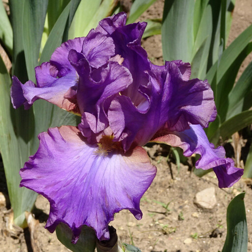 Persian Berry – Iris Catalog