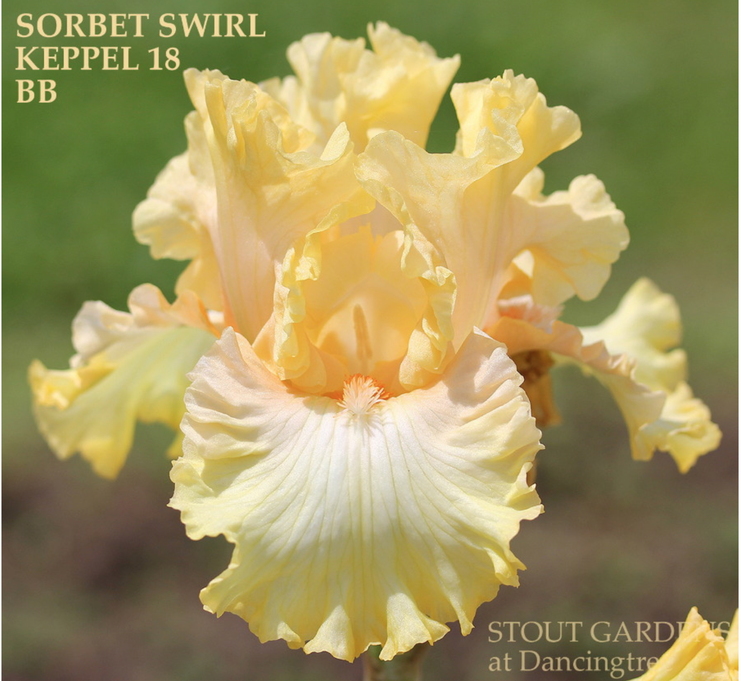 Sorbet Swirl Sorbet Swirl