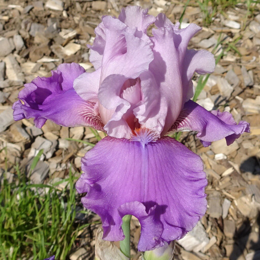 All Iris AZ Iris Catalog