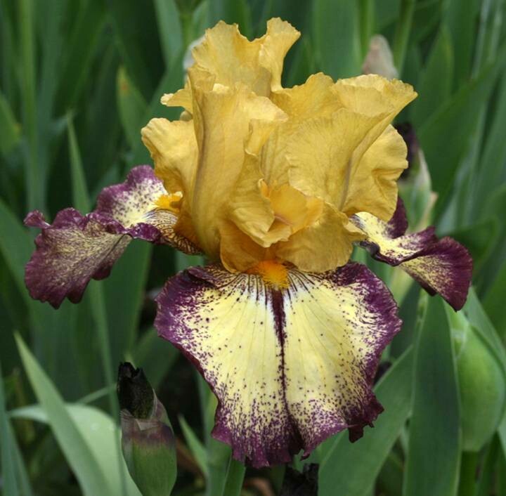 All Iris AZ Iris Catalog