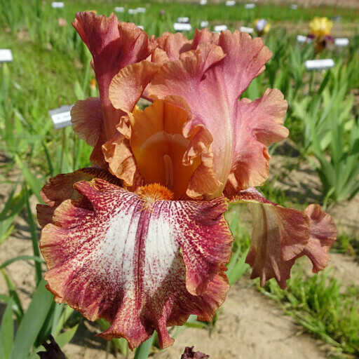 Red-Violet