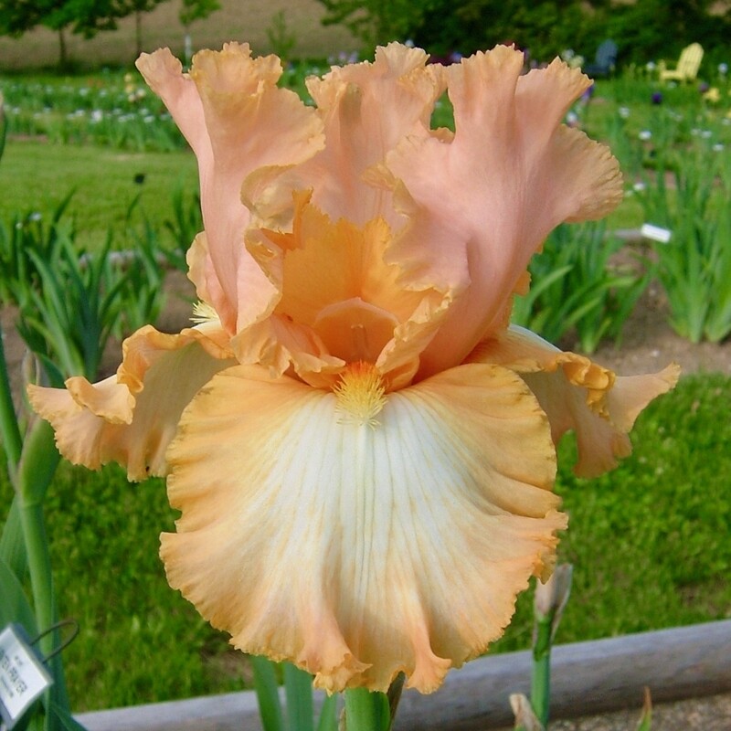 Peach