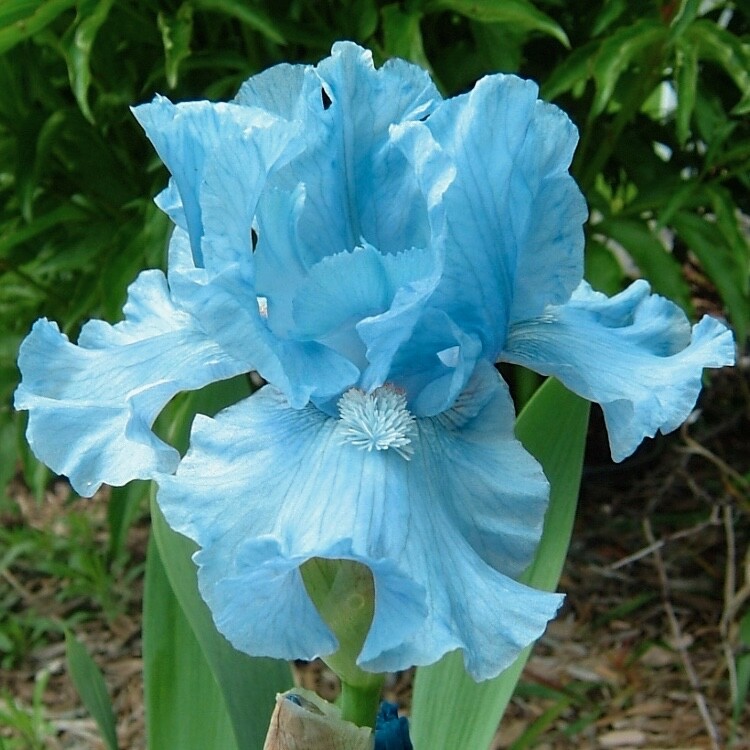 Blue-Green