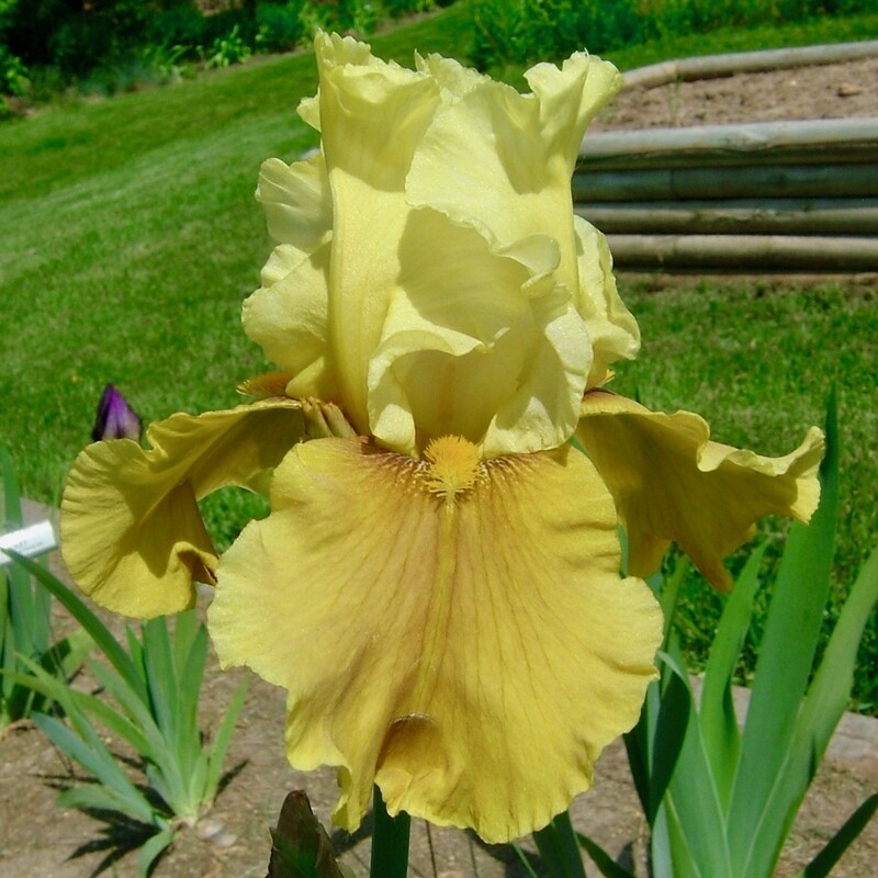 Yellow-Green