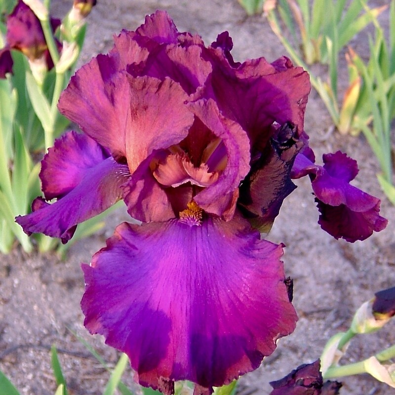 Magenta