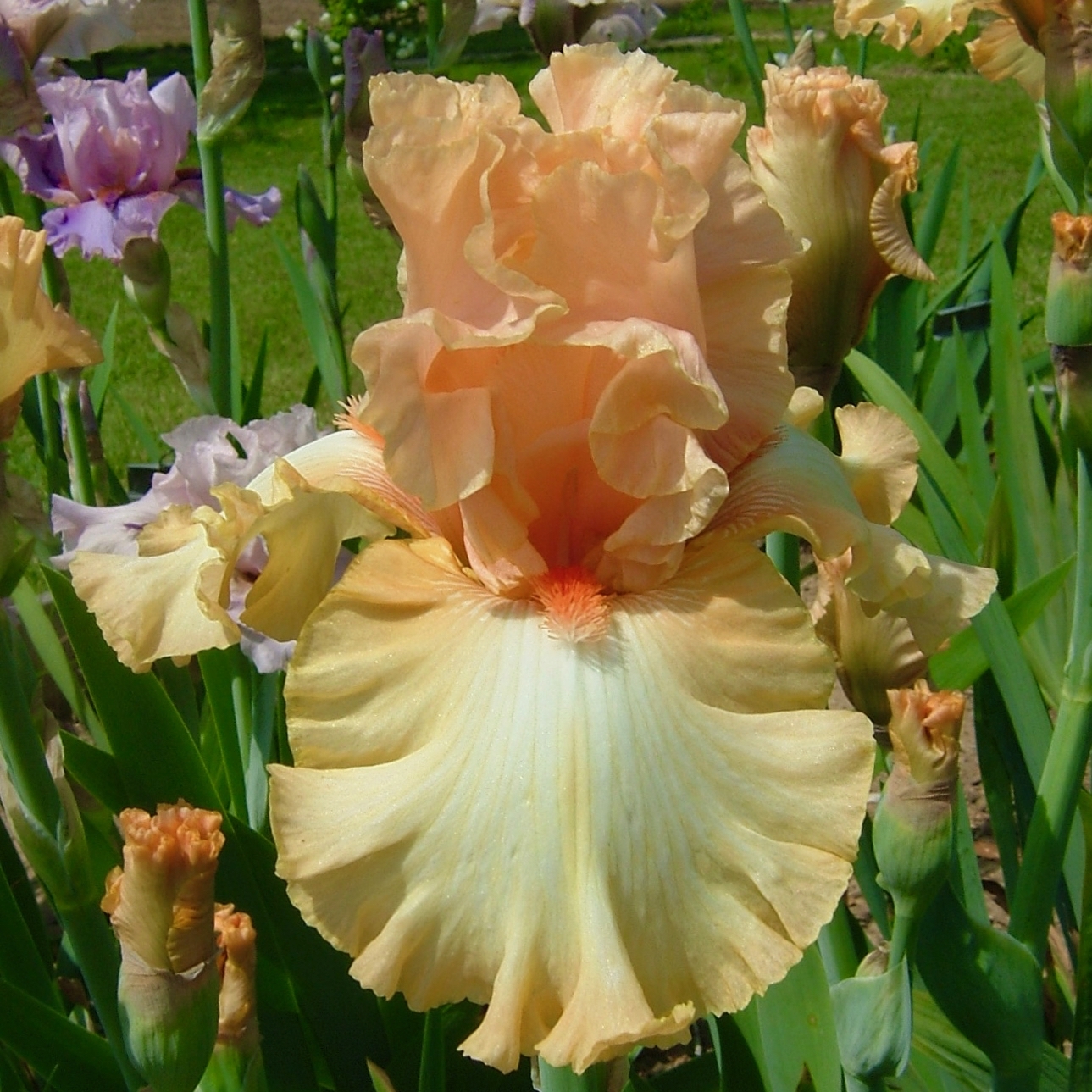 Peach – Iris Catalog
