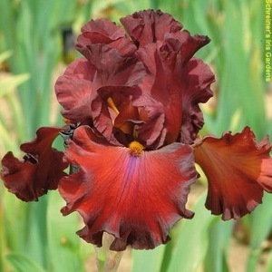 Grateful Red Grateful Red