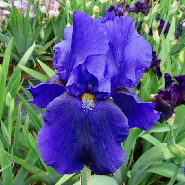 iris　花山椒　200g iris 花山椒 200g Mixed Color Japanese Iris Bulbs For Sale