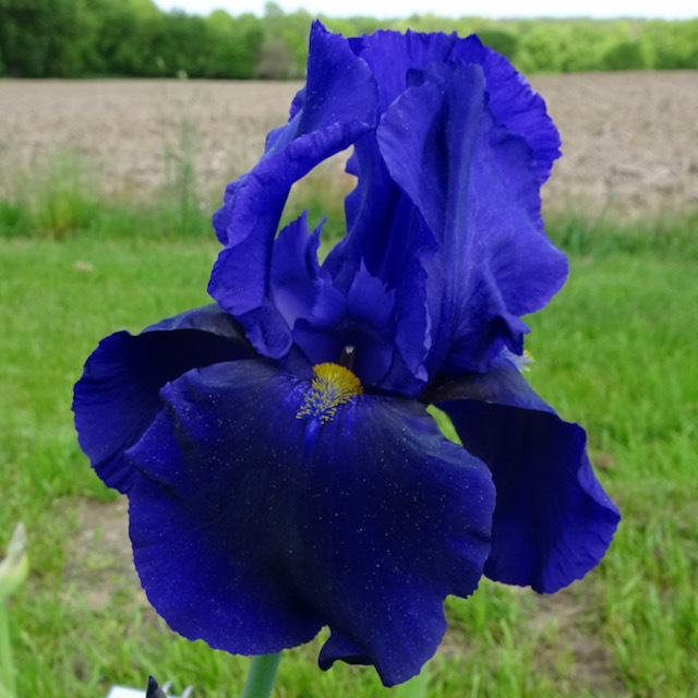 iris　花山椒　200g Mixed Color Japanese Iris Bulbs For Sale | Zen Garden Mix