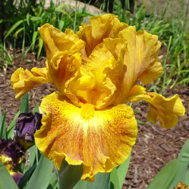 All Iris A-Z – Iris Catalog
