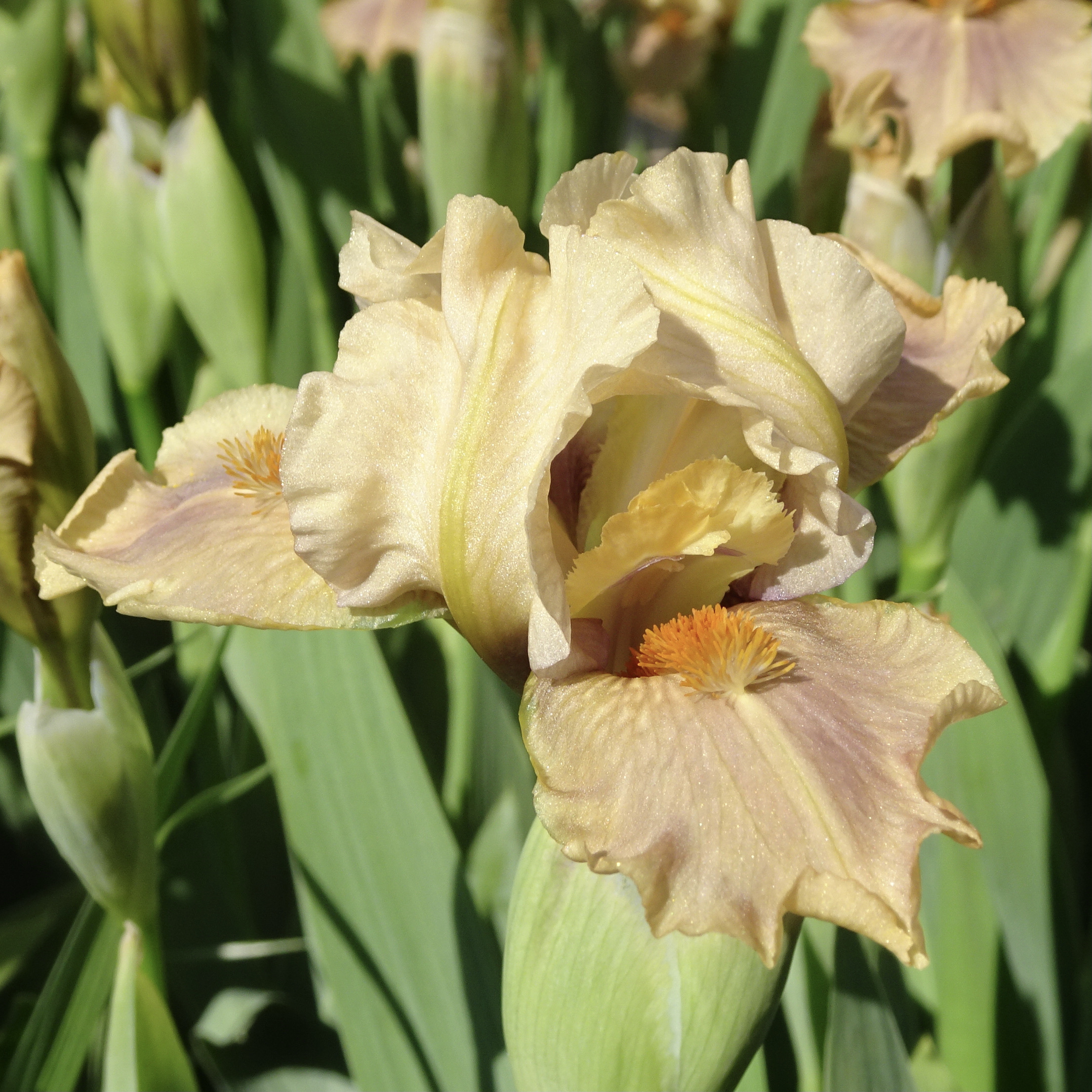 Iris Catalog