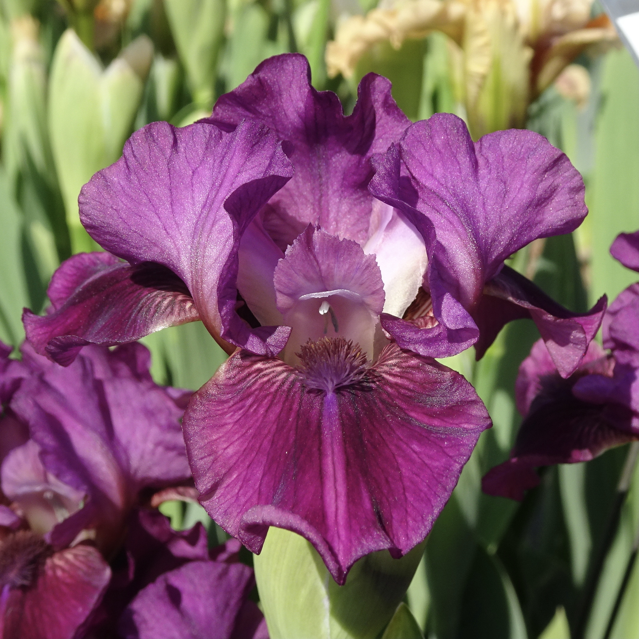 Iris Catalog